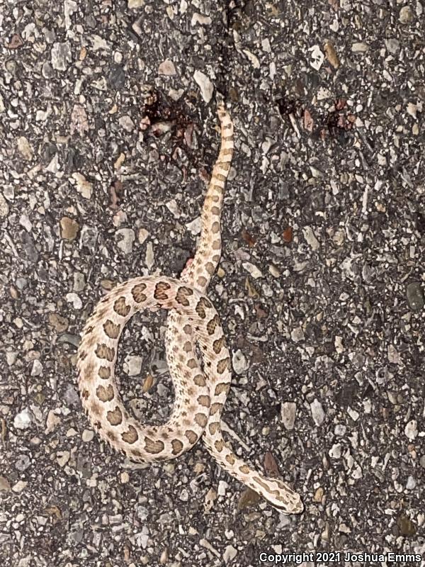 Desert Massasauga (Sistrurus catenatus edwardsii)