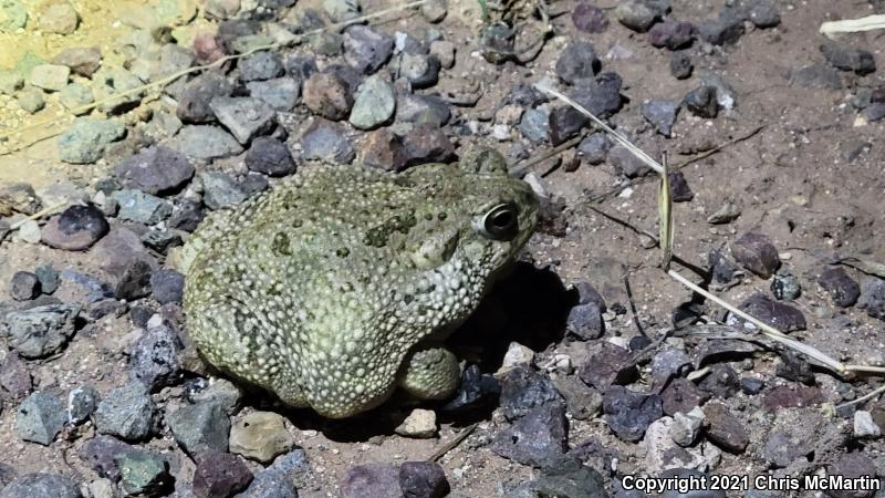 Texas Toad (Anaxyrus speciosus)