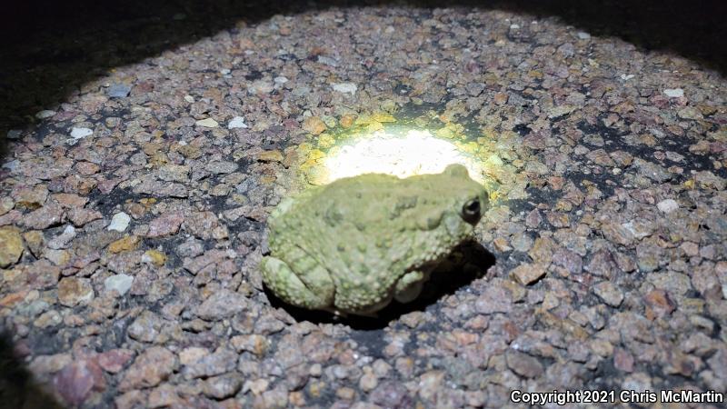 Texas Toad (Anaxyrus speciosus)