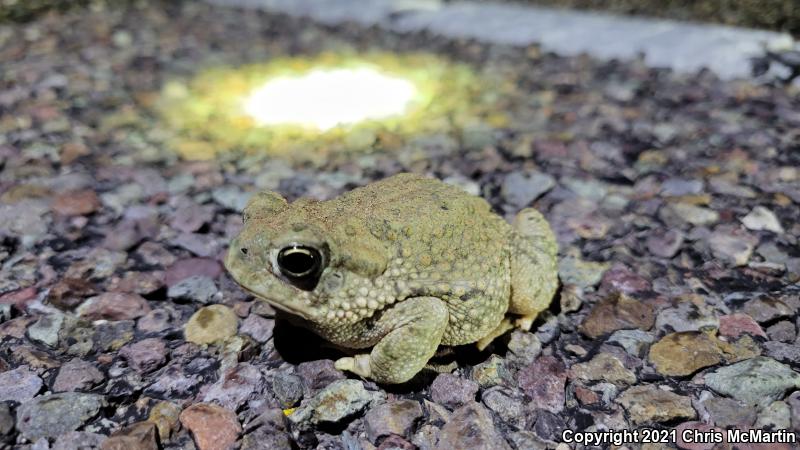 Texas Toad (Anaxyrus speciosus)