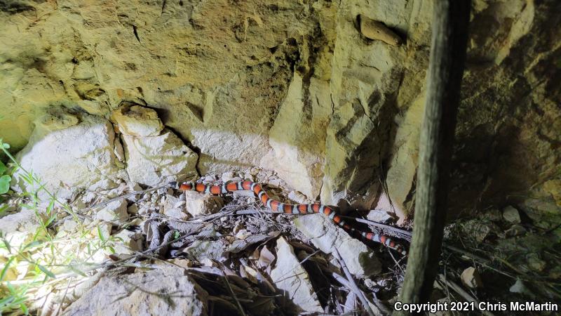 New Mexico Milksnake (Lampropeltis triangulum celaenops)