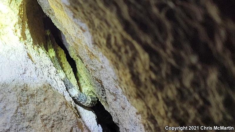 Texas Crevice Spiny Lizard (Sceloporus poinsettii axtelli)