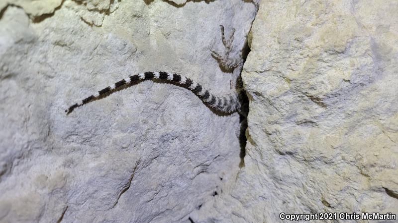 Texas Crevice Spiny Lizard (Sceloporus poinsettii axtelli)