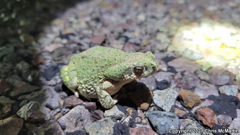 Eastern Green Toad (Anaxyrus debilis debilis)