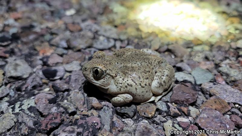 Chihuahuan Desert Spadefoot (Spea multiplicata stagnalis)