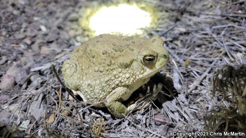 Texas Toad (Anaxyrus speciosus)