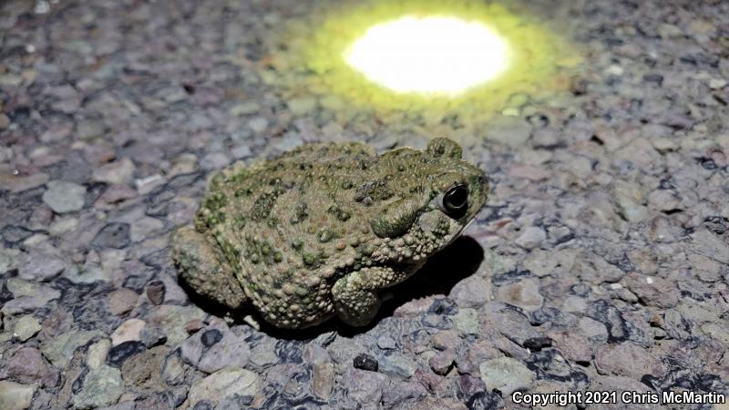 Texas Toad (Anaxyrus speciosus)