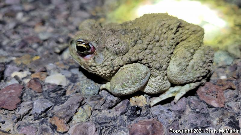 Texas Toad (Anaxyrus speciosus)