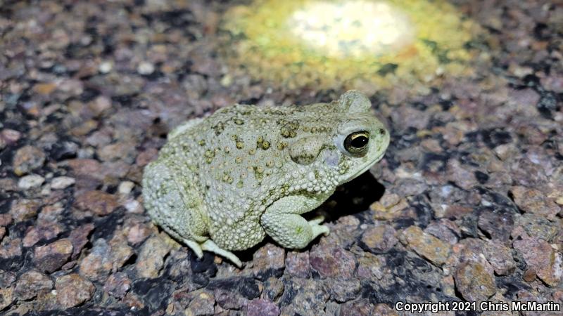 Texas Toad (Anaxyrus speciosus)