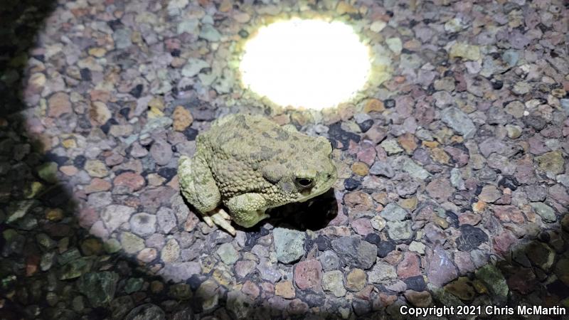 Texas Toad (Anaxyrus speciosus)