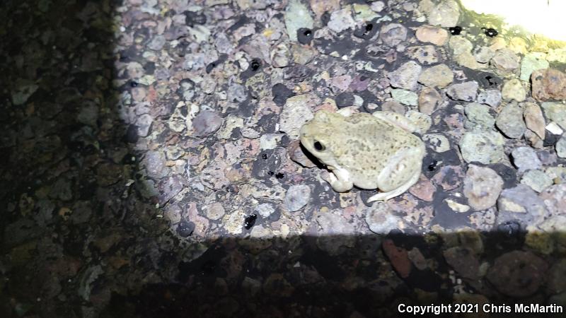 Chihuahuan Desert Spadefoot (Spea multiplicata stagnalis)