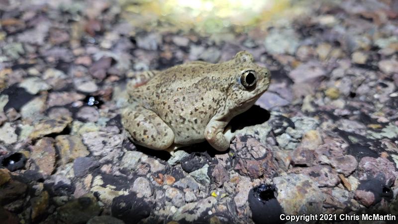 Chihuahuan Desert Spadefoot (Spea multiplicata stagnalis)