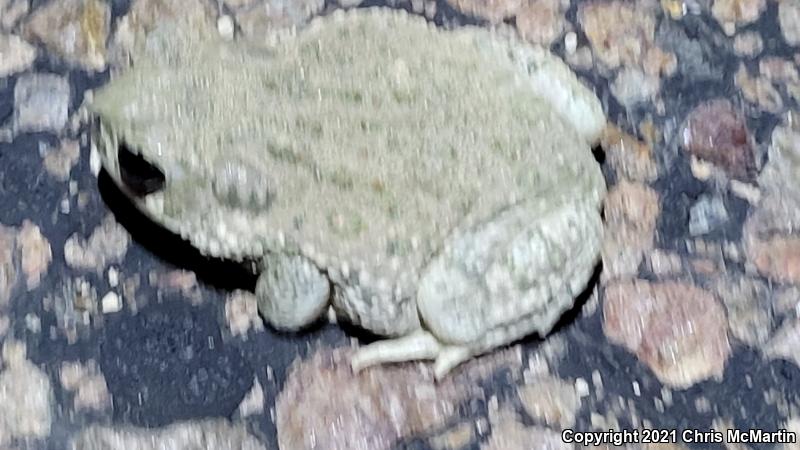 Texas Toad (Anaxyrus speciosus)