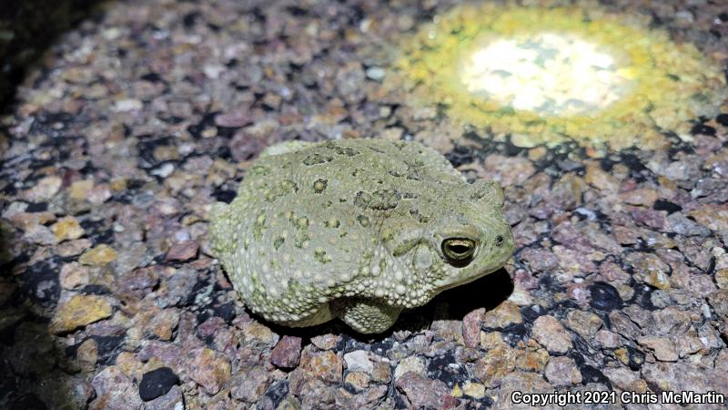 Texas Toad (Anaxyrus speciosus)