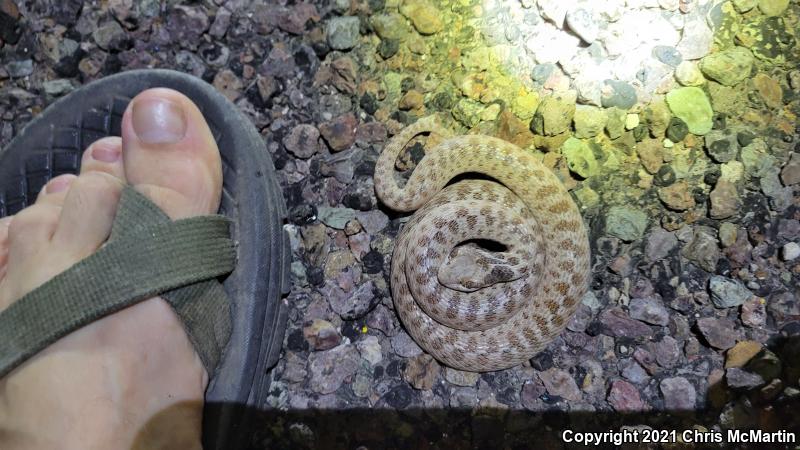 Texas Nightsnake (Hypsiglena jani texana)