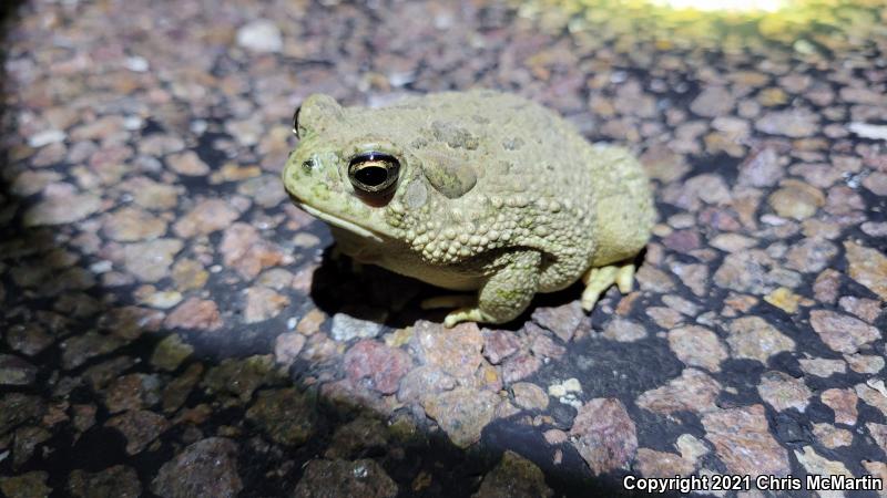 Texas Toad (Anaxyrus speciosus)