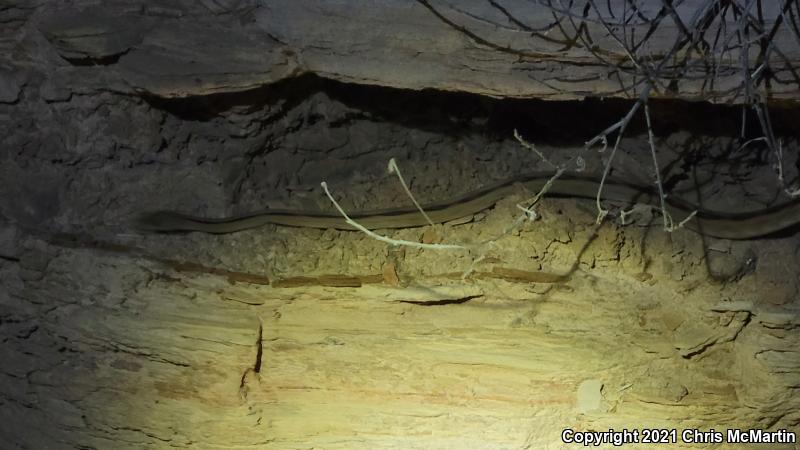 Northern Trans-Pecos Rat Snake (Bogertophis subocularis subocularis)