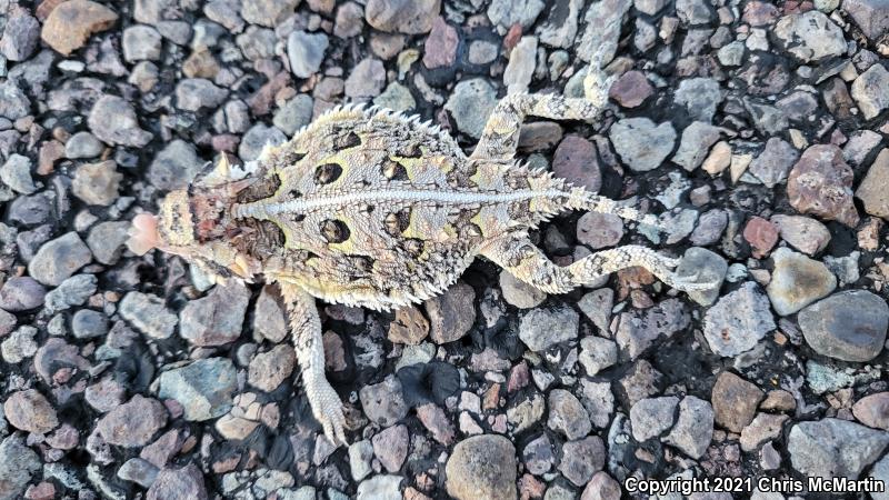 Texas Horned Lizard (Phrynosoma cornutum)