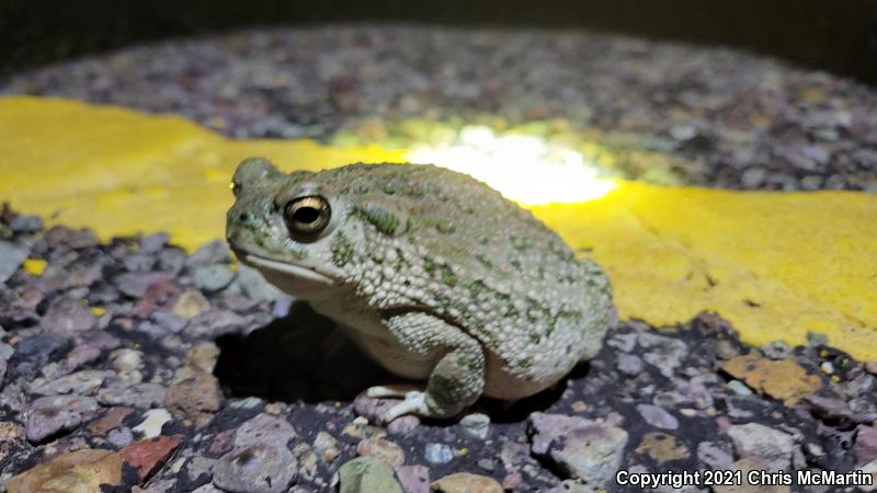 Texas Toad (Anaxyrus speciosus)