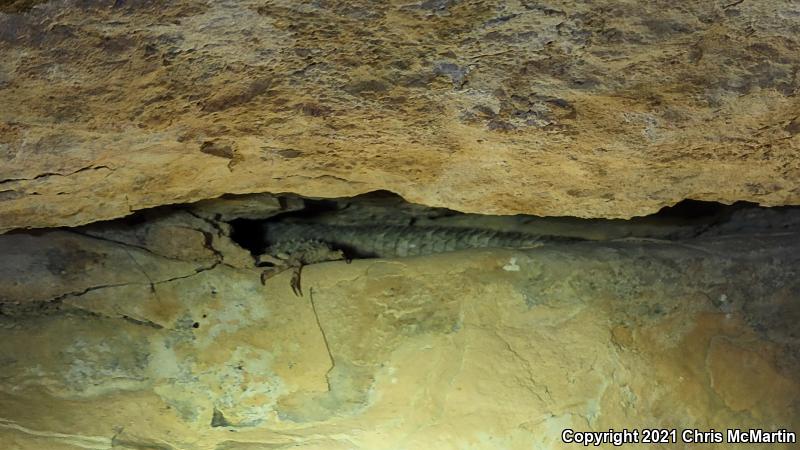 Texas Crevice Spiny Lizard (Sceloporus poinsettii axtelli)