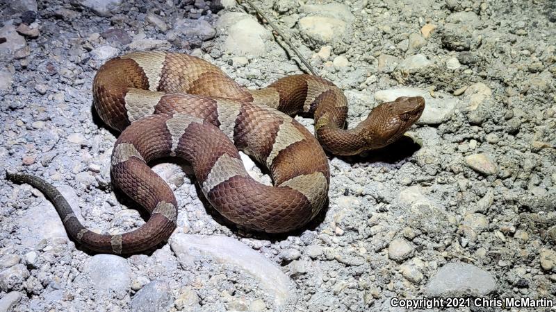 Trans-Pecos Copperhead (Agkistrodon contortrix pictigaster)