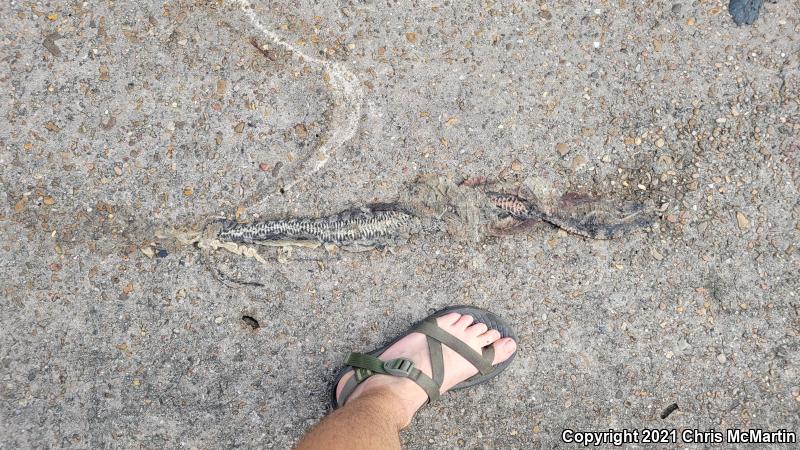 Diamond-backed Watersnake (Nerodia rhombifer rhombifer)