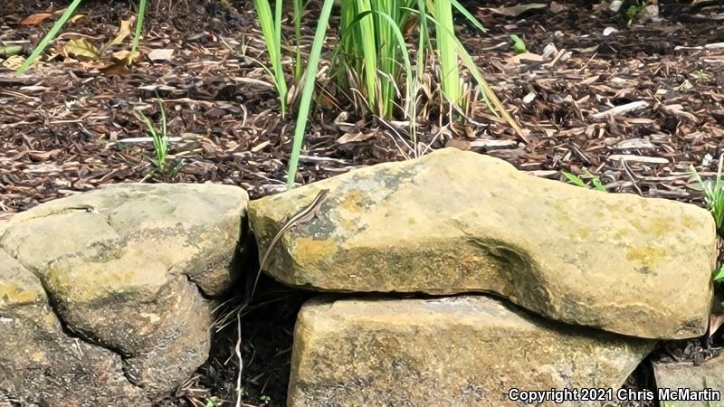 Cuban Brown Anole (Anolis sagrei sagrei)