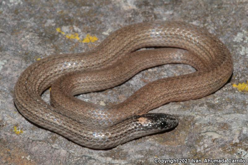 Pacific Coast Centipede Snake (Tantilla calamarina)