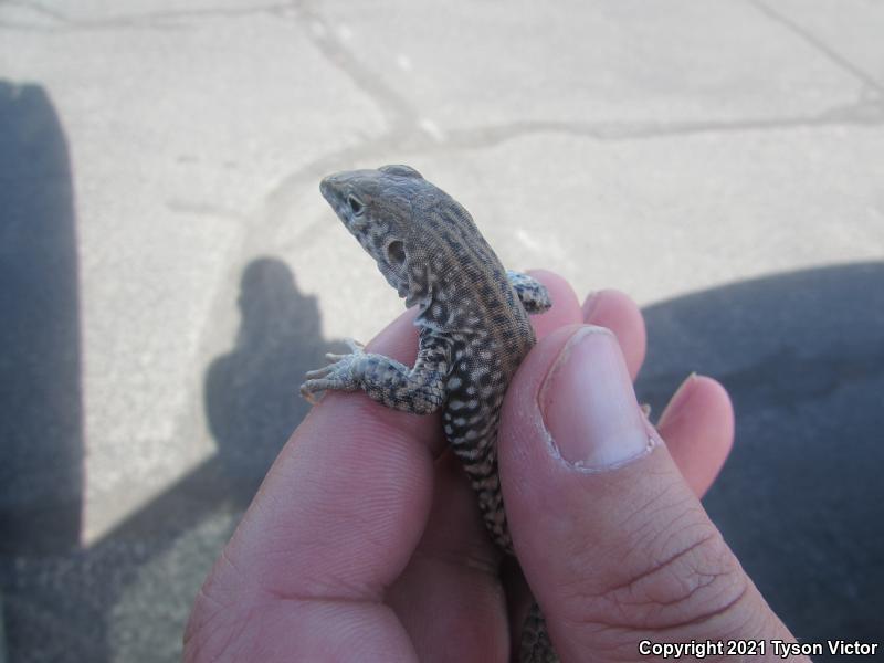 Northern Whiptail (Aspidoscelis tigris septentrionalis)