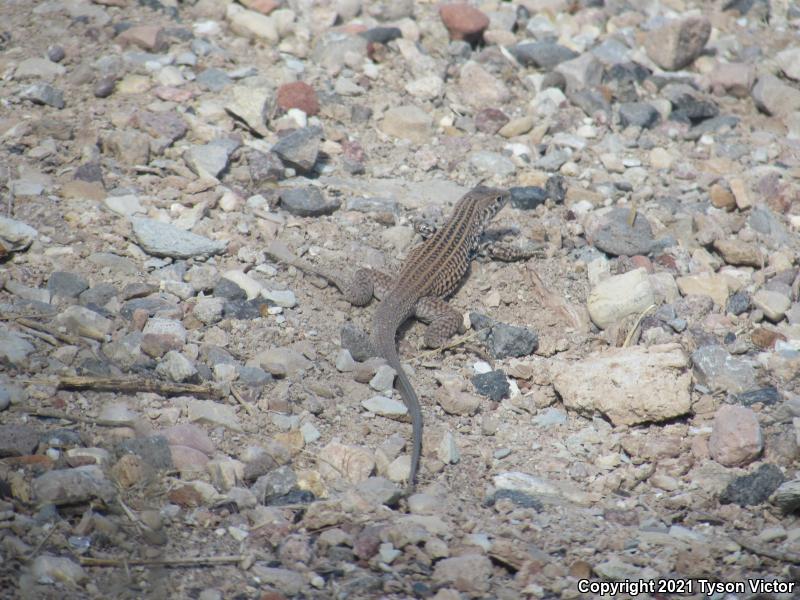 Northern Whiptail (Aspidoscelis tigris septentrionalis)