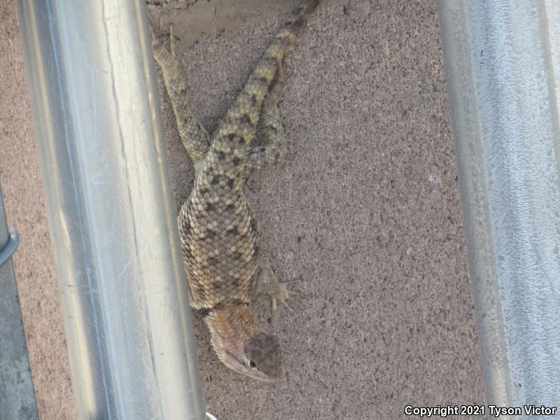 Yellow-backed Spiny Lizard (Sceloporus uniformis)