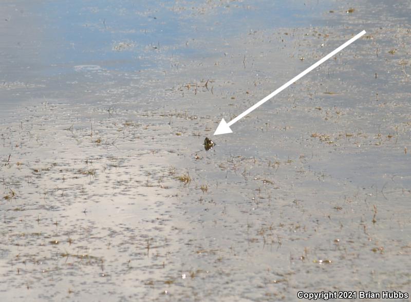 Western Painted Turtle (Chrysemys picta bellii)