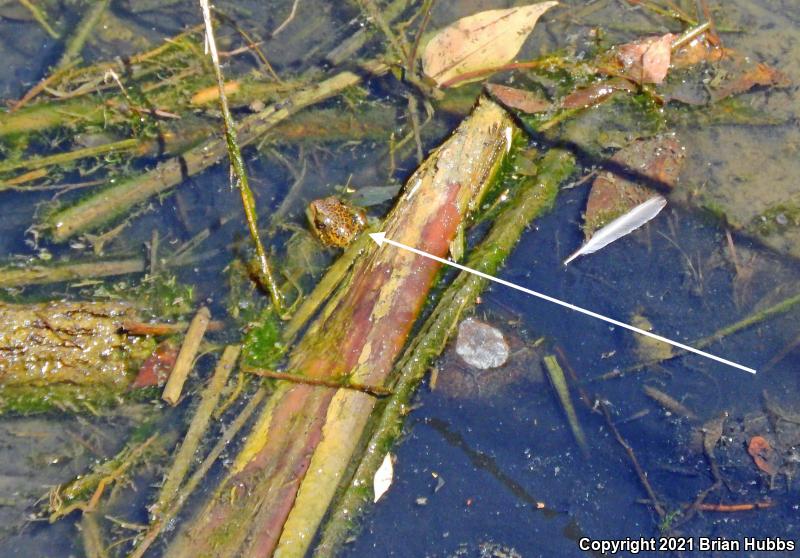 Western Pond Turtle (Actinemys marmorata)