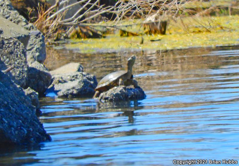 Western Pond Turtle (Actinemys marmorata)