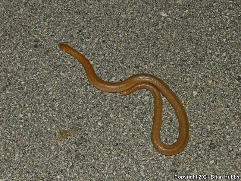 Southern Rubber Boa (Charina umbratica)