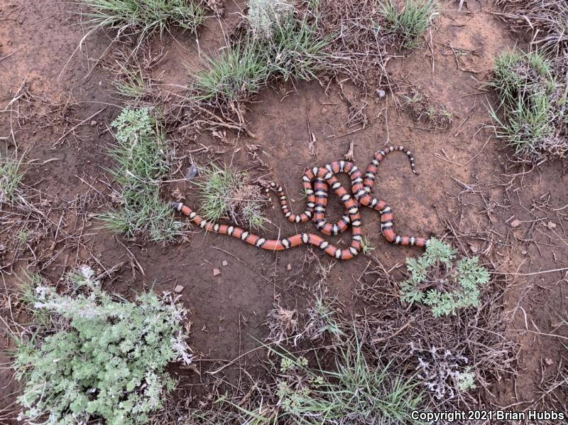 New Mexico Milksnake (Lampropeltis triangulum celaenops)