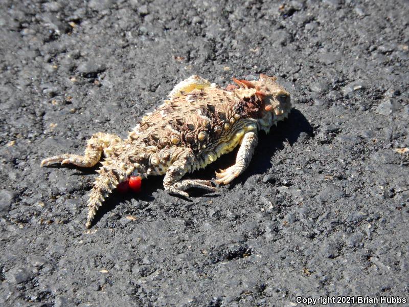 Blainville's Horned Lizard (Phrynosoma blainvillii)