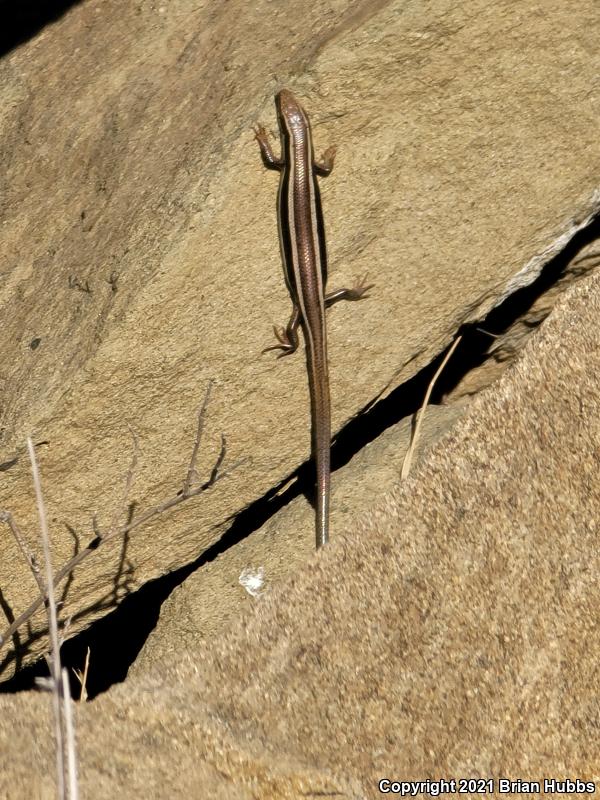 Western Skink (Plestiodon skiltonianus skiltonianus)