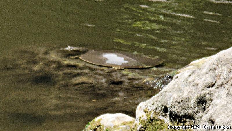 Texas Spiny Softshell (Apalone spinifera emoryi)