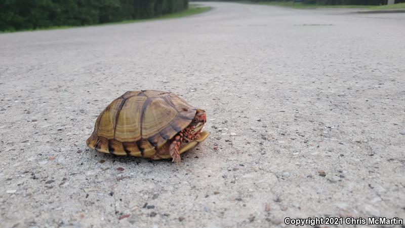 Three-toed Box Turtle (Terrapene carolina triunguis)