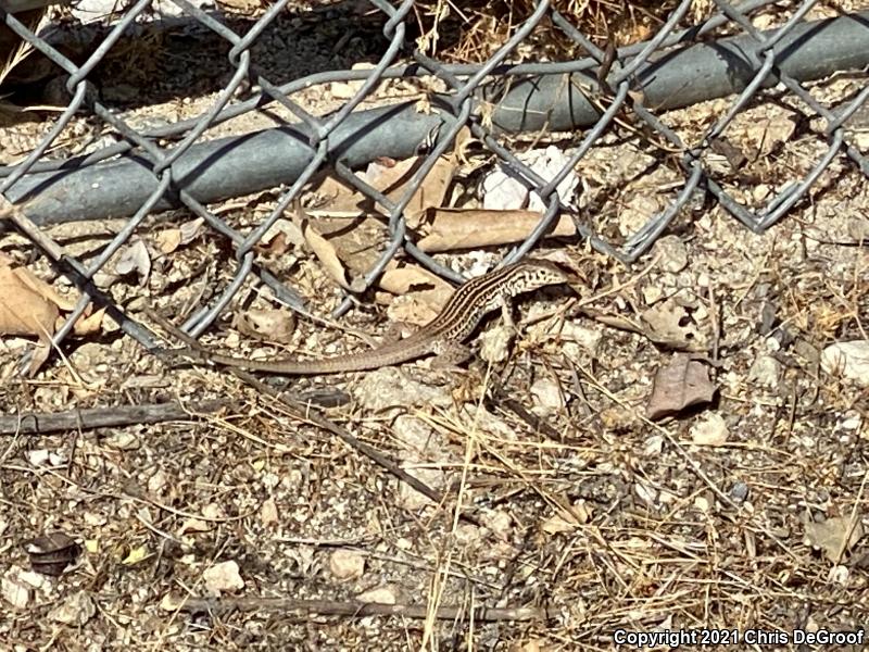 Coastal Whiptail (Aspidoscelis tigris stejnegeri)