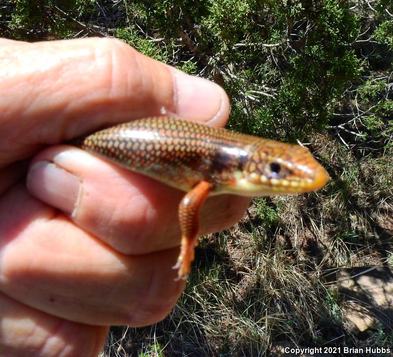 Great Plains Skink (Plestiodon obsoletus)