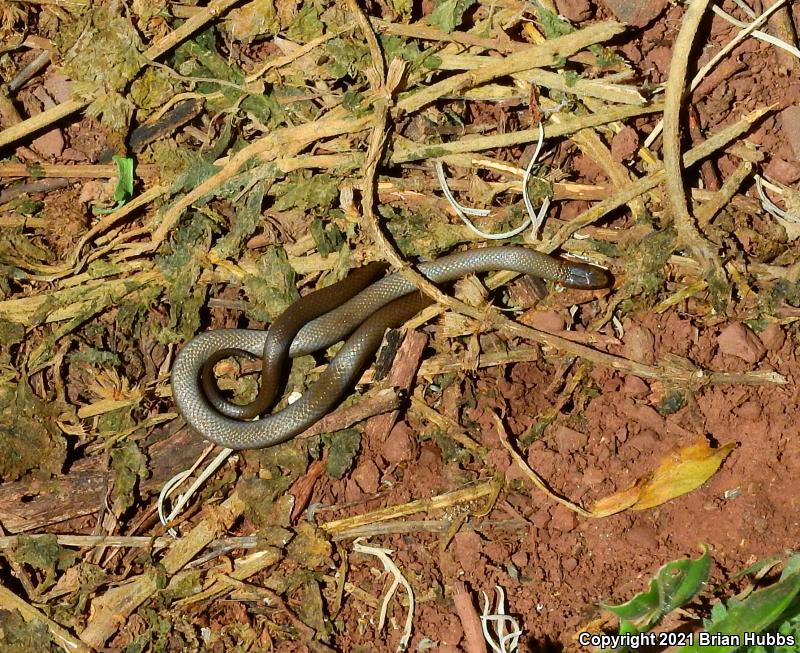 Regal Ring-necked Snake (Diadophis punctatus regalis)