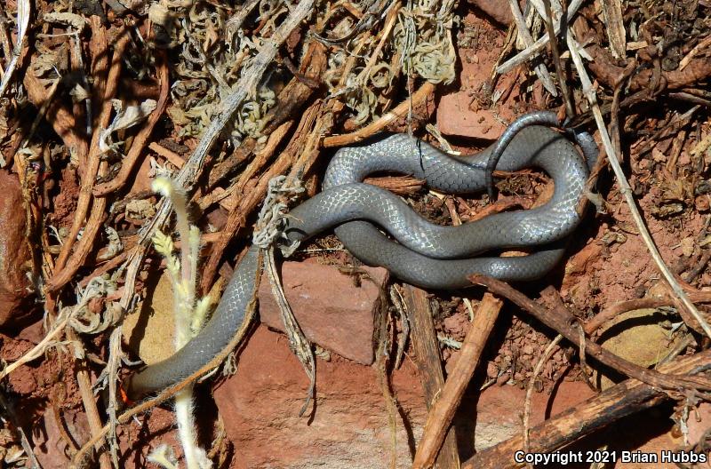 Regal Ring-necked Snake (Diadophis punctatus regalis)