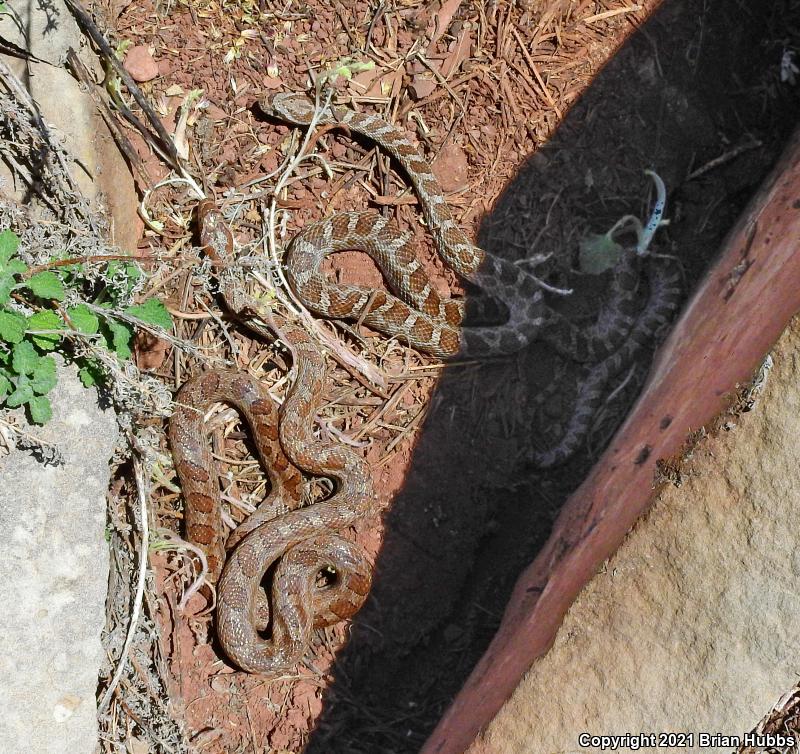 Great Plains Ratsnake (Pantherophis emoryi)