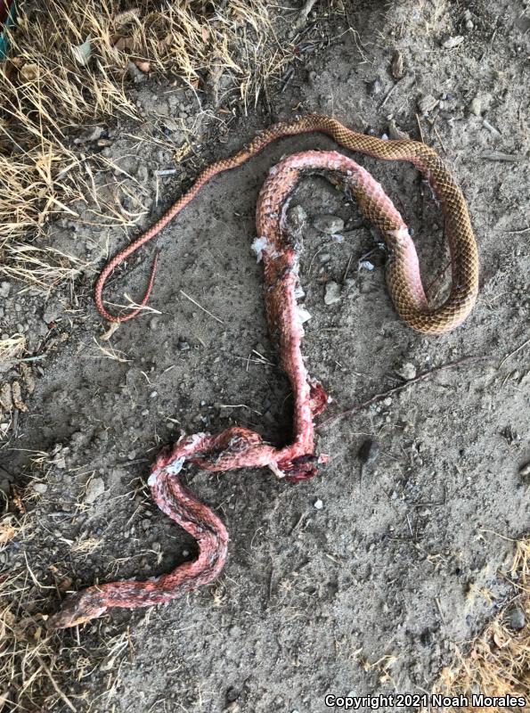 San Joaquin Coachwhip (Coluber flagellum ruddocki)