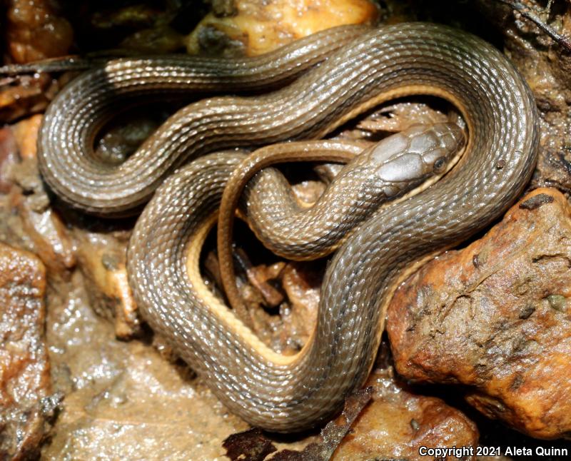 Queensnake (Regina septemvittata)