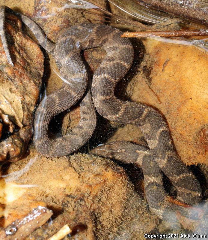 Northern Watersnake (Nerodia sipedon)