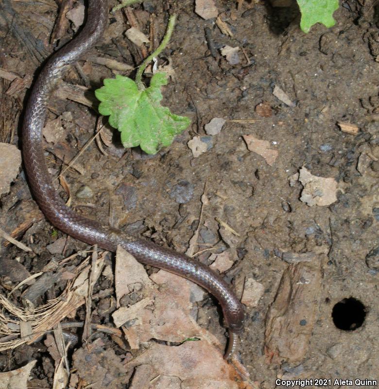 Eastern Wormsnake (Carphophis amoenus)