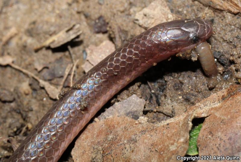 Eastern Wormsnake (Carphophis amoenus)